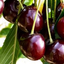 Produzione e vendita di piante di durone bigarreau burlat. CireÈ™ Bigarreau Burlat