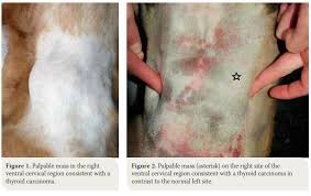 Whether you or someone you love has cancer, knowing what to expect can help you cope. Canine Thyroid Tumours Diagnosis And Treatment Hellenic Journal Of Companion Animal Medicine
