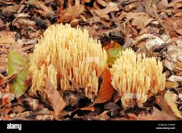 Image result for Ramaria stricta
