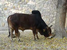 32 Best Zebu Cattle Ideas Zebu Cattle Zebu Cattle