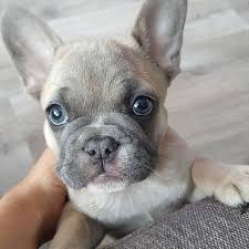 Blue brindle frenchie & blue fawn/lilac pied frenchie. A Lilac Fawn French Bulldog Puppy With Grey Eyes So Beautiful Babyhunde Hundebabys Susse Tiere