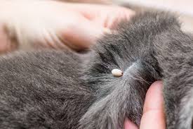 Check spelling or type a new query. Comment Enlever Une Tique Sur Un Chat