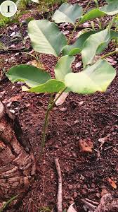 Image result for Rinorea brachypetala