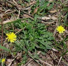 Image result for Hypochaeris