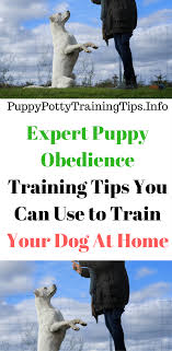 Evasive Dog Costumes No Sew Dogstagram Marbledogcollar Puppy Obedience Training Puppy Training Obedience Training