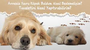 kopek bakimi annesiz yavru kopek buldum nasil beslerim tuvaletini nasil yaptiririm youtube