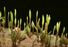 Image result for Ophioglossaceae