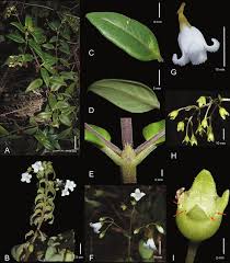 Image result for Oldenlandia echinulosa