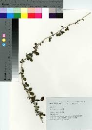 Image result for Lycium pilifolium