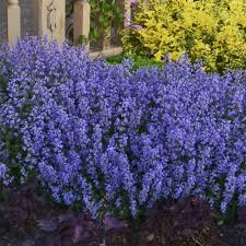 Nepeta 'cat's pajamas' pp 31,127 common name: Nepeta Cat S Pajamas White Flower Farm