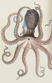 Drawing Of An Octopus On Odd Resonance Deep Sea Creatures Fish Drawings Scientific Illustration
