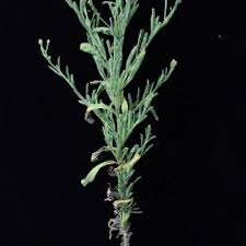 Image result for Schkuhria pinnata