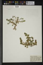 Image result for Silene kiwuensis