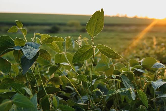 Solo coberto, decisão planejada: práticas que começam antes do plantio