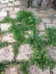 Image result for Coronopus