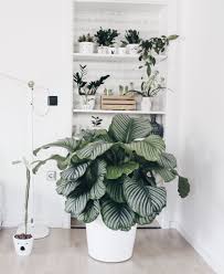 Calathea Die Schonheit Aus Dem Urwald Pflanzen Zimmer Wohnzimmer Pflanzen Wohnzimmerpflanzen