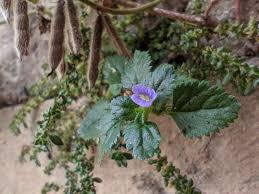 Image result for Stemodia serrata