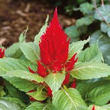 Image result for Celosia