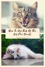 How To Get Rid Of The Cat Pee Smell 2 Is Effective The Cat Tribe In 2020 Cat Pee Smell Cats Cat Pee