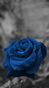 Most Beautiful Black And Blue Roses Rose Blue Roses Wallpaper Beautiful Flowers Wallpapers Rose Wallpaper