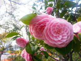 Pin On Golden Ratio Fibonacci