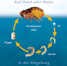 Wenn du zu lange wartest, dann besteht die gefahr, dass sich die flöhe in deiner wohnung ausbreiten. Wenn Flohe Die Ganze Wohnung Erobert Haben Hundenachrichten Hundenachrichten Floh Flohe Parasiten