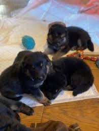Check spelling or type a new query. Gorgeous Long Haired German Shepherd Puppies Buy A Puppy Buy Dogs Puppies For Sale Online Sell Dog