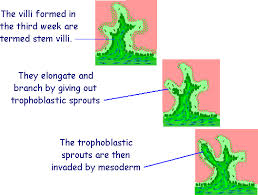 Image result for Endostemon villosus