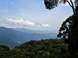 Image result for Parinari excelsa