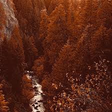 I have heard pros and cons for all of these maple trees. The High Lord Of Autumn Explore Tumblr Posts And Blogs Tumgir
