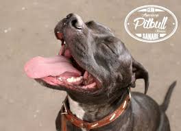 Similarly, the american dog breeder's association was formed in 1909 just to register pit bulls. Club American Pitbull Terrier Sanare Home Facebook