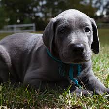 Should a great dane mix take after their dane parent, they will grow to be a huge, lovable dog that is gentle, affectionate, and playful. Find Great Dane Puppies For Sale Breeders In California