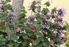 Image result for Hypoestes aristata