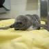 Three newly-hatched Humbolt penguins doing well at Columbus Zoo
