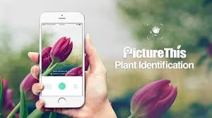 You send in a picture of a flower and an expert. Does The Picturethis Plant Identifier Really Work Laidback Gardener