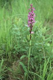 Image result for Disa walleri