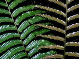 Image result for Didymochlaena