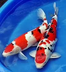  54 Jenis Ikan Koi Dengan Variasi Corak Yang Harus Kamu Tahu Ikan Koi Menggambar Ikan Koi Ikan