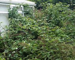 Maybe you would like to learn more about one of these? Garden Clearance Bramble Removal Adhochandyman York