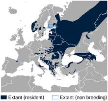 Jetzt eine riesige auswahl an gebrauchtmaschinen von zertifizierten händlern entdecken White Backed Woodpecker Wikipedia