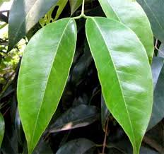 Image result for Memecylon myrianthum