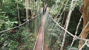 Explore the wilderness of taman negara, experience one night stay in the jungle, river crossing, trekking into deep jungle, outdoor cooking and more challenge await. Canopy Walkway Geschlossen Taman Negara Canopy Walkway Taman Negara National Park Reisebewertungen Tripadvisor
