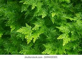 Image result for Selaginella versicolor