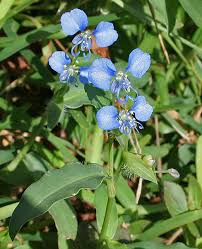 Image result for Commelina latifolia