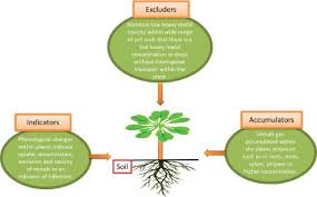 Image result for Eminia antennulifera