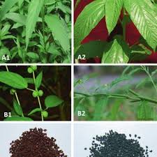 Image result for Corchorus saxatilis