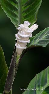 Image result for Erythrococca zambesiaca