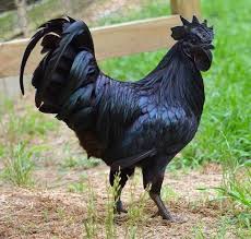 Harganya Mencapai Puluhan Juta Rupiah Kenapa Ayam Cemani Bisa Mahal Kabar24 Bisnis Com