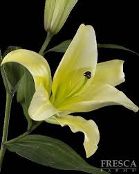 Pin On Lilies