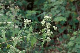 Image result for Chromolaena